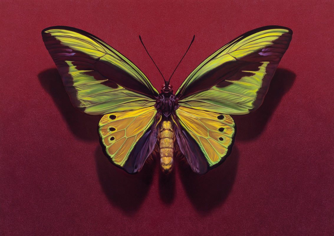birdwing