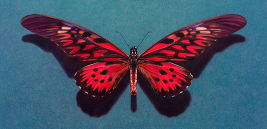 african butterfly