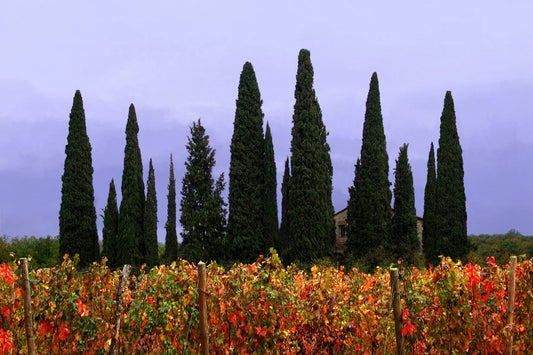 fall grapes