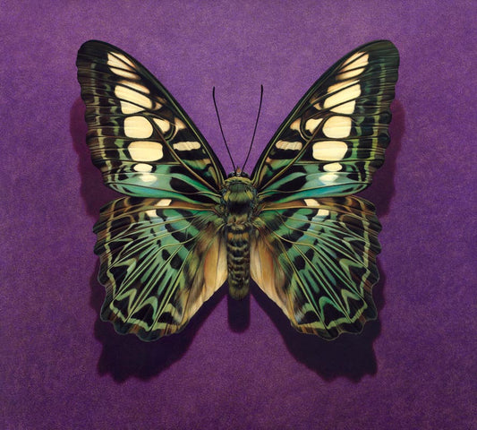 green butterfly