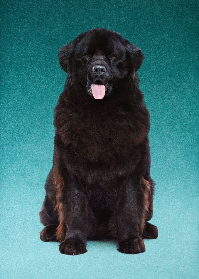 A massive black dog with a pink tongue.