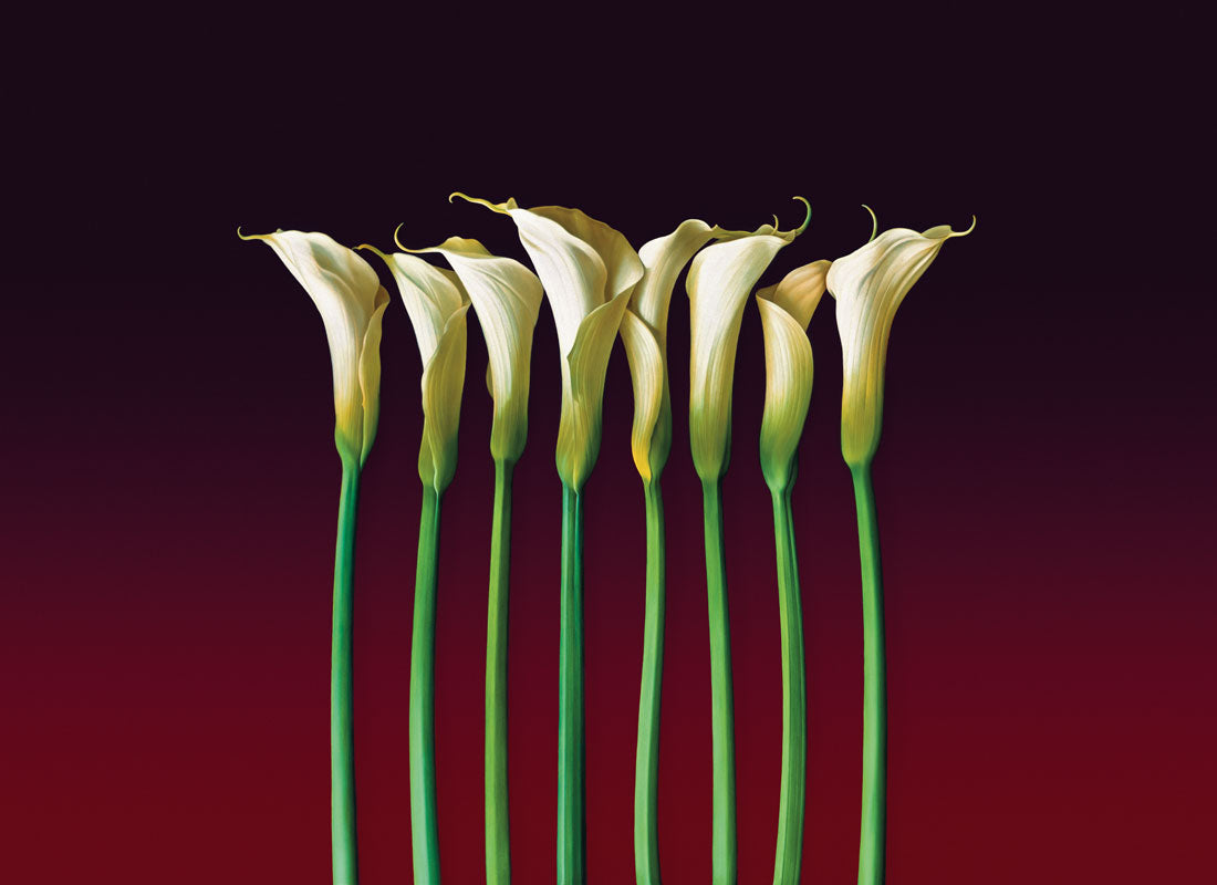 wine callas